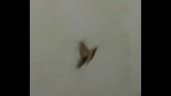 FIM DA HISTÒRIA de BARATAS FODENDO LOUCAMENTE VERICALMENTE